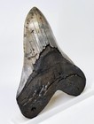 5 30     Megalodon Shark Tooth Real Fossil - Sc River No Restorations