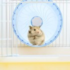  Hamster Wheel Guinea Pig Running Wheel Hamster Toy Chinchilla Gerbils Wheel For