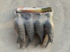 Mojo Outdoors Clip On Dove Decoy - 4 Pack