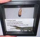 Framed Phytosaur Fossil Tooth Lot Triassic Dinosaur Era Reptile  One Per Order