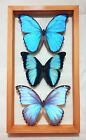 Real Framed Butterflies 3 Amazing Butterflies Blue Morpho Mounted Double Glass 