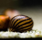 3 Zebra Nerite Snails  neritina Natalensis      Live Algae Eating Snails