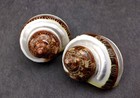 Banded Tapestry Turbo Seashells Turbo Petholatus  2 Shells Approx  2  Inches 