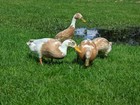 12  Fawn And White  Indian Runner Duck Eggs   Npip   