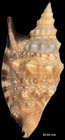 Strombidae Euprotomus Aratrum - 82 63 Mm - Beautiful Specimen