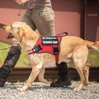 Service Dog Vest Harness And Leash Set With 10 Patches Adjustable Reflective