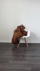 Icelandic Sheepskin Rug   Sheepskin Rug   Soft Silky Long Wool  c845