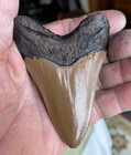 99   Perfect Megalodon Tooth Replica 3 5 8  A  Serrations  Brown With Black Root