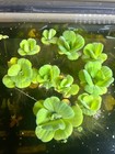 8 Large Water Lettuce Plants - Live - Floating - Aquarium pond- Buy 2 Get 1 Free