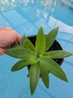 Foxtail Agave Attenuata 6 Inch Plant No Thornes Beautiful Agave Live Plant