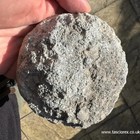 Clypeus Ploti     British Jurassic Echinoid   Fossil Sea Urchin
