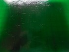 Dark Green Kokomo 4x7  stained Glass Sheet Or 110 Mosaic Tiles 