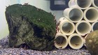 20   2 Sulawesi Cardinal Shrimp - Live Aquarium Shrimp Overnight  Shipping