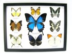 9 Beautiful Butterflies In Xl Showcase  Framed  Real Taxidermy - A-09-ulysses-04