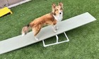 Dog Agility Equipment Teeter Totter Diy Build Guide