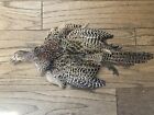 Hen Ringneck Pheasant Full Skin 2 Wings Tail Feet Fly Tying Taxidermy Wall Art
