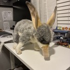 30cm Hansa  Realistic Plush Soft Fun Gift Stuffed Animal Bilby Plush Toy