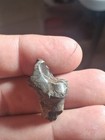 Bargain Partial Dire Wolf Fossil Tooth
