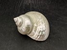 Pearlized Jade Turbo Seashell Turbo Burgessi  1 Shell Approx  4  Inches 