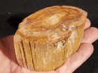 Very Well Preserved Bark  Polished Petrified Wood Fossil Madagascar 287gr