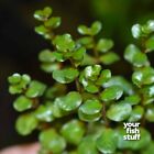 Rotala Vietnam H ra Live Aquarium Plants   buy One Get One 50  Off 