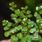 Rotala Vietnam H ra Live Aquarium Plants   buy One Get One 50  Off  Potted