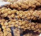 Fresh    Spray Millet California Grown Freshly Packaged 8 Ounces  5-10 Sprays 