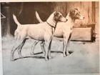 Smooth Fox Terriers Rare 1897 Antique Dog Print Arthur Wardle