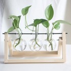 Plants Propagation Stations Hydroponic Plant Transparent 3 Bulb Vase Home Decor