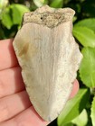 Natural Beautiful 2 55    Megalodon Tooth Fossil Shark Teeth