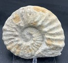 Bulky 6 5    Cretaceous Mortoniceras Sp  Texas Fossil Ammonite  Trace Fossils Too