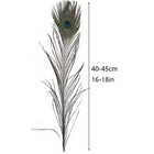 10pcs Long Natural Peacock Feathers 16-18 Inch For Tall Vases Home Decor Cent   