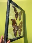 Real Butterfly Atlas Moth f m  Insect Set Taxidermy Double Glass Frame Display