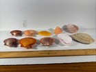 10 Pair Of Specimen Scallops Clams Cockles Seashells Beautiful Color Nice Size