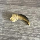 Curved Brown Fossil Animal Claw talon Tooth - Fossil Specimen Display Piece