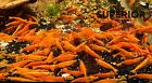 10 2 Blood Orange Shrimp - Freshwater Neocaridina Aquarium 100  Live Guarantee