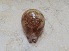 F Cypraea Rosea Mappa 69 8mm F    Singularis Rare Red Sea Shell Natural Glossy