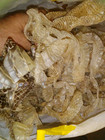 Real Snake Sheds Molts Free Shipping 