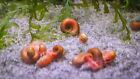 8 Red Ramshorn High Quality Live Designer Snails Freshwater Snail Aquarium Pond