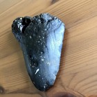 5 1    Megalodon Shark Tooth Fossil Teeth Kids Present Rare Sharks