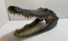 Head From 9 Foot Wild Louisiana Gator