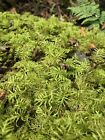 Live Fresh Stair Step Mountain Moss Terrarium Decor Freezer Size Gallon Bag