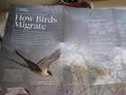 How Birds Migrate   Navigating By Nature Map March 2018 National Geographic