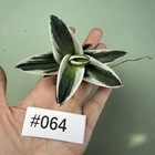 Sale Rare Cacti Agave Titanota New Hybird No 051 Marginata Aurea Wysiwyg Garden