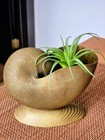 Vintage Solid Brass Nautilus Seashell Vase planter Shell Beachy coastal nautical