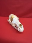 Large Taxidermy Coyote Skull  White   Super Clean With All Teeth    8  Long