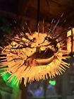 New 10    Puffer Fish Lamp W  Yellow Led Tiki Bar Smokin Tikis Oceanic