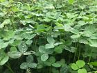 Irresistible Clover  Chicory Deer turkey Annual Food Plot Seed  Spring 1 Acre