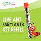 25 Live Red Harvester Ants For Ant Habitats - Live Arrival  Shipped Now - Perfec