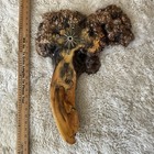 Spectacular Large California Buckeye Burl Root Wall Clock Read  